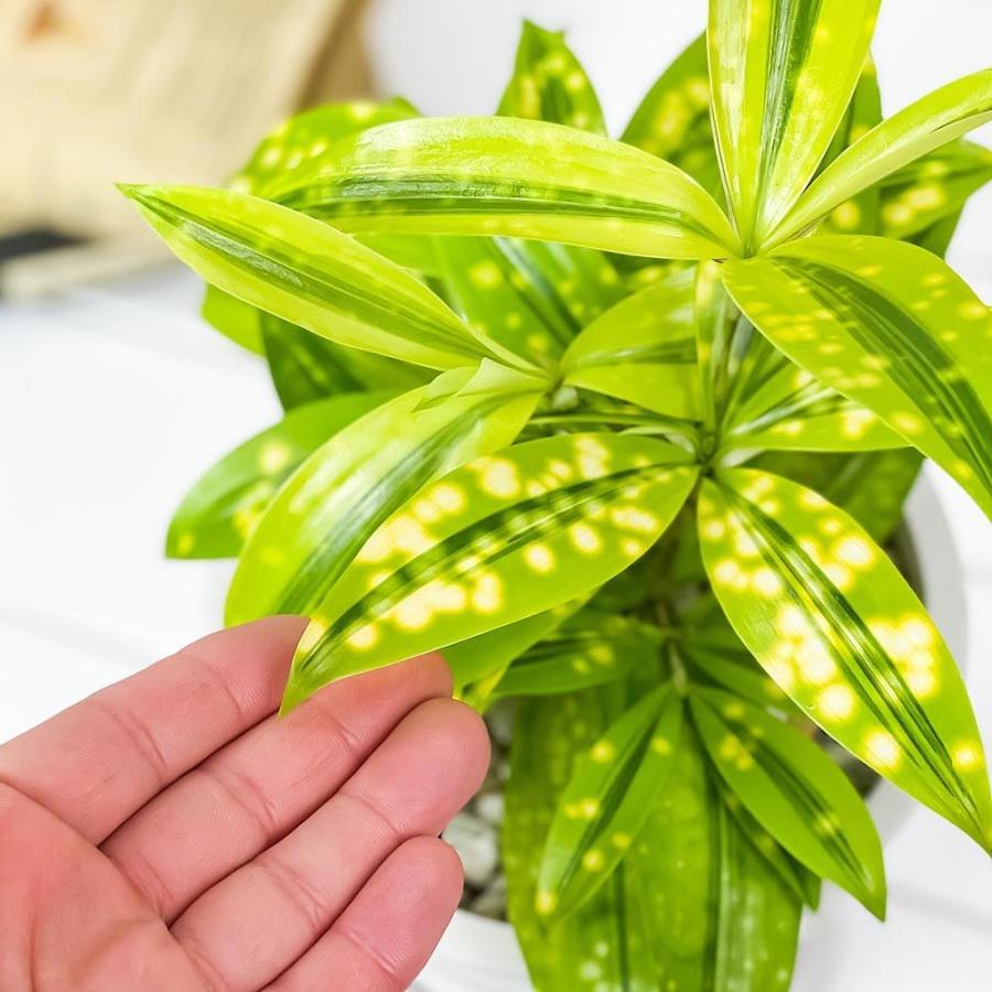 観葉植物 ドラセナ スルクロサ ファニータ 5号樹脂鉢 ホワイト 受け皿付き 育て方説明書付き Dracaena Surculosa Juanita スルクローサ ゴッドセフィアナ 0452 プランチュ Yahoo 店 通販 Yahoo ショッピング