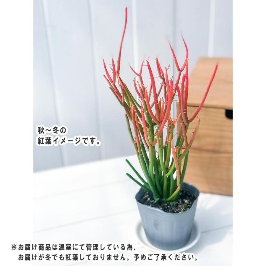 観葉植物 ユーフォルビア ファイヤースティック 4号樹脂鉢 ホワイト 受け皿付き 育て方説明書付き Euphorbia Tirucalli Fire Sticks 希少 レア 多肉植物 0456 プランチュ Yahoo 店 通販 Yahoo ショッピング