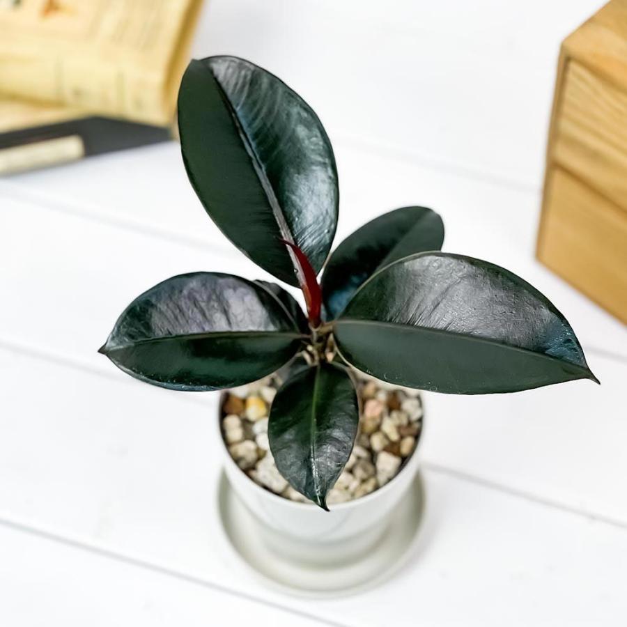 観葉植物 フィカス バーガンディ 3 5号鉢 受け皿付き 育て方説明書付き Ficus Elastica Burgundy ゴムノキ ゴムの木 インドゴムノキ 希少 レア 0465 プランチュ Yahoo 店 通販 Yahoo ショッピング