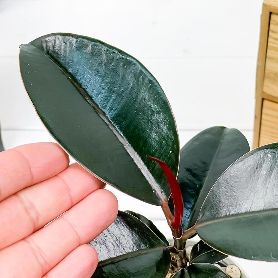 観葉植物 フィカス バーガンディ 3 5号鉢 受け皿付き 育て方説明書付き Ficus Elastica Burgundy ゴムノキ ゴムの木 インドゴムノキ 希少 レア 0465 プランチュ Yahoo 店 通販 Yahoo ショッピング