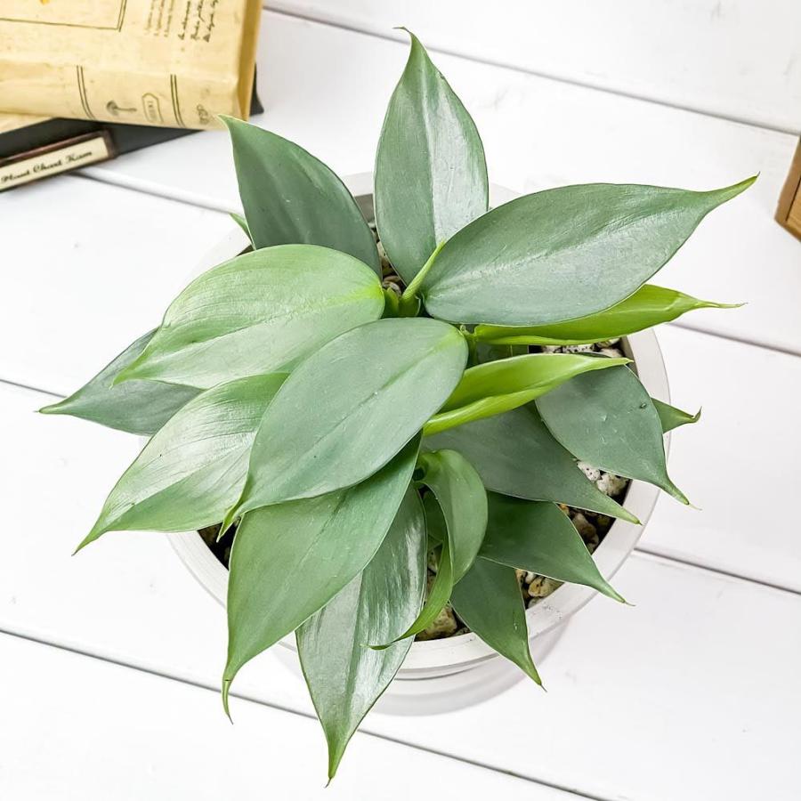 観葉植物 フィロデンドロン シルバーメタル 5号樹脂鉢 ホワイト 受け皿付き 育て方説明書付き Philodendron Imbe Silver Metal 希少 レア 0473 プランチュ Yahoo 店 通販 Yahoo ショッピング