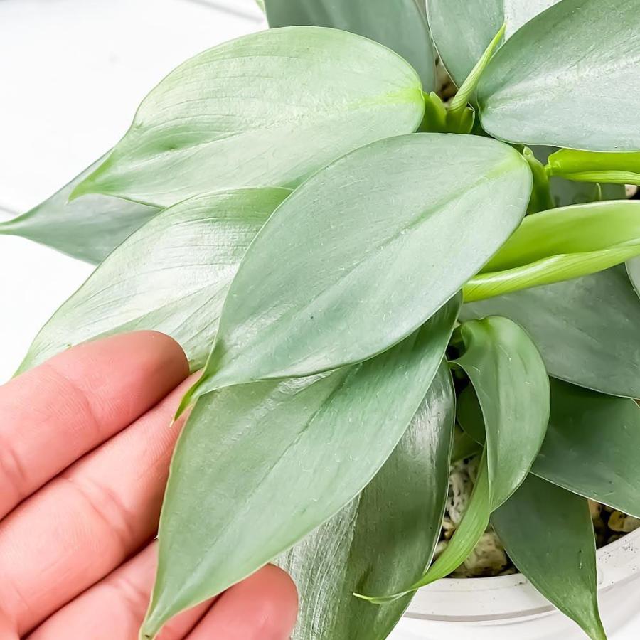 観葉植物 フィロデンドロン シルバーメタル 5号樹脂鉢 ホワイト 受け皿付き 育て方説明書付き Philodendron Imbe Silver Metal 希少 レア 0473 プランチュ Yahoo 店 通販 Yahoo ショッピング