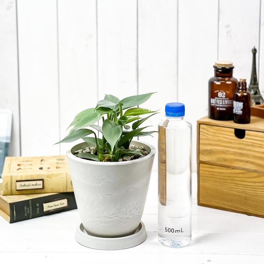 観葉植物 フィロデンドロン シルバーメタル 5号樹脂鉢 ホワイト 受け皿付き 育て方説明書付き Philodendron Imbe Silver Metal 希少 レア 0473 プランチュ Yahoo 店 通販 Yahoo ショッピング