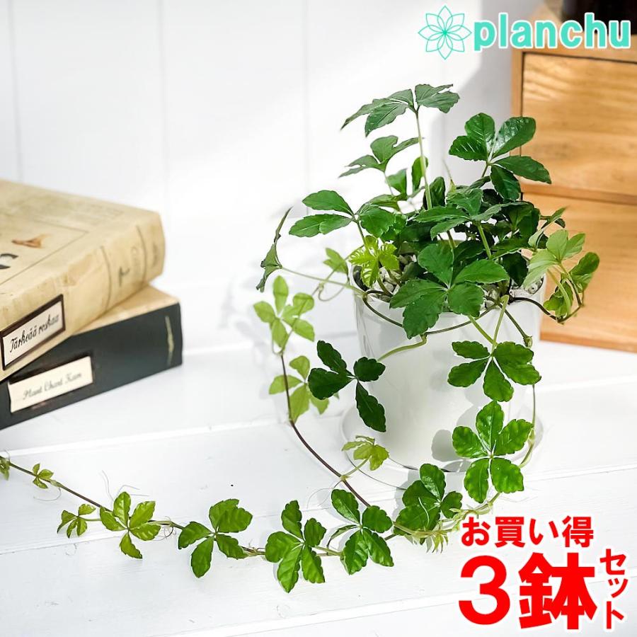 観葉植物 パーセノシッサス シュガーバイン 3 5号鉢 3鉢セット 受け皿付き 育て方説明書付き Parthenocissus Sugar Vine 0476 プランチュ Yahoo 店 通販 Yahoo ショッピング