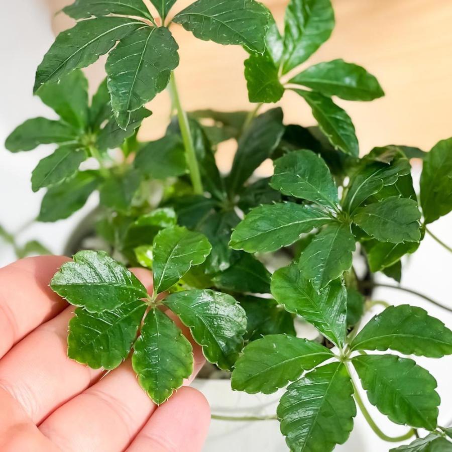 観葉植物 パーセノシッサス シュガーバイン 3 5号鉢 3鉢セット 受け皿付き 育て方説明書付き Parthenocissus Sugar Vine 0476 プランチュ Yahoo 店 通販 Yahoo ショッピング