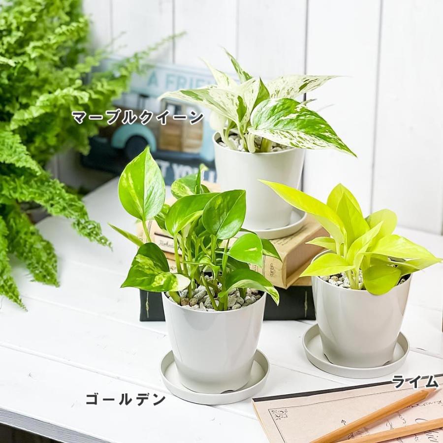 観葉植物 ポトス ライム 3 5号鉢 受け皿付き 育て方説明書付き Epipremnum Pinnatum Lime エピプレムナム 0479 プランチュ Yahoo 店 通販 Yahoo ショッピング
