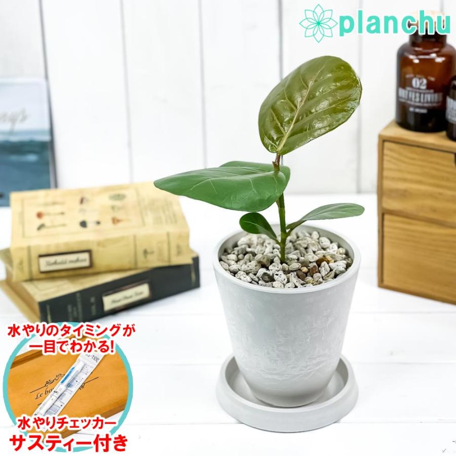 984円 至上 観葉植物 ココロバ シーグレープ 4号樹脂鉢 ホワイト 受け皿付き 育て方説明書付き Coccoloba Uvifera ハマベブドウ 希少 レア