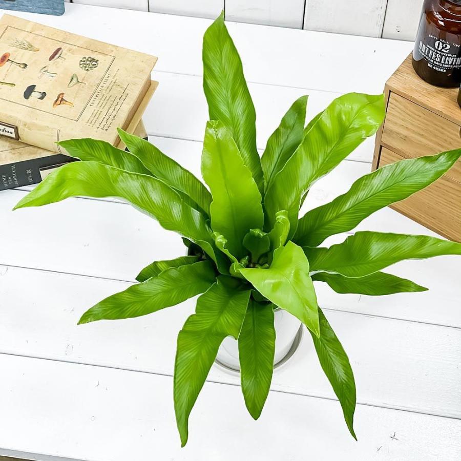 観葉植物 シダ オオタニワタリ 4号鉢 受け皿付き 育て方説明書付き Asplenium Antiquum アスプレニウム アンティーカム 0486 プランチュ Yahoo 店 通販 Yahoo ショッピング