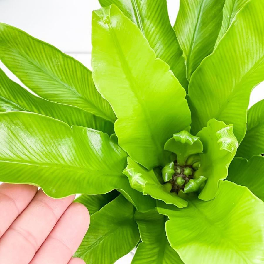 観葉植物 シダ オオタニワタリ 4号鉢 受け皿付き 育て方説明書付き Asplenium Antiquum アスプレニウム アンティーカム 0486 プランチュ Yahoo 店 通販 Yahoo ショッピング