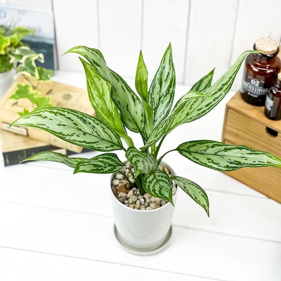 観葉植物 アグラオネマ シルバークイーン 4号鉢 受け皿付き 育て方説明書付き Aglaonema Silver Queen 幸せを招くタイの宝石 0487 プランチュ Yahoo 店 通販 Yahoo ショッピング