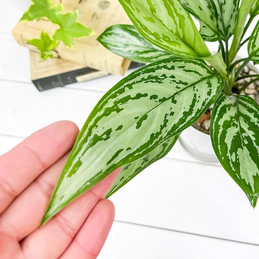 ビッグ割引 観葉植物 アグラオネマ シルバークイーン 育て方説明書付き