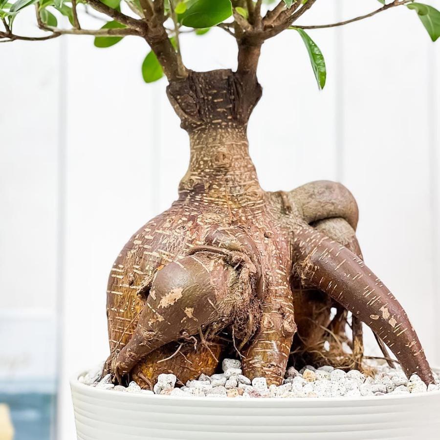 観葉植物 ガジュマル 太幹大株 8号平鉢 受け皿付き 育て方説明書付き Ficus Microcarpa フィカス ミクロカルパ 精霊の宿る木 0492 プランチュ Yahoo 店 通販 Yahoo ショッピング