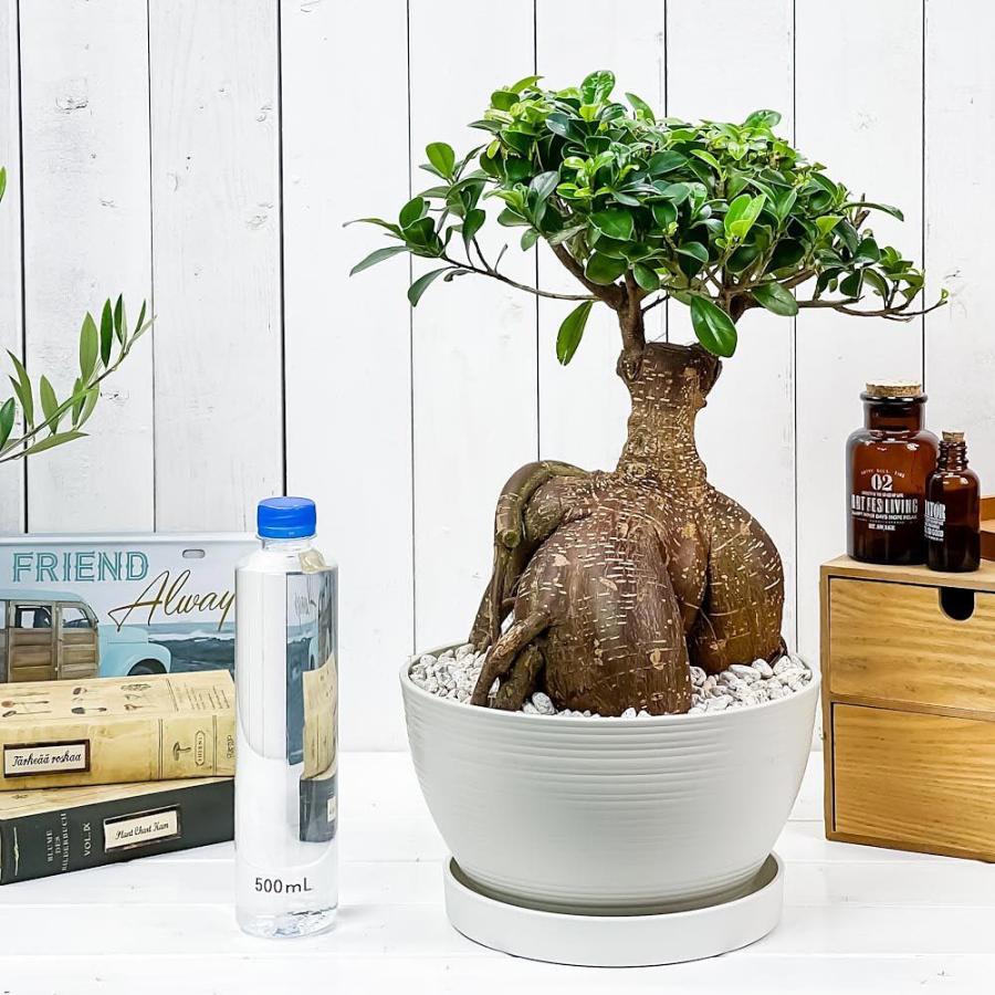 観葉植物 ガジュマル 太幹大株 8号平鉢 受け皿付き 育て方説明書付き Ficus Microcarpa フィカス ミクロカルパ 精霊の宿る木 0492 プランチュ Yahoo 店 通販 Yahoo ショッピング