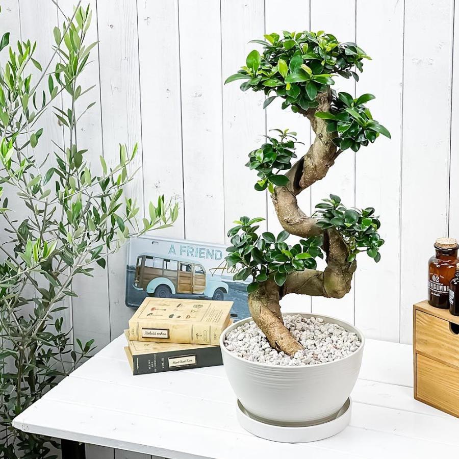 観葉植物 ガジュマル 昇り竜 8号平鉢 受け皿付き 育て方説明書付き Ficus Microcarpa フィカス ミクロカルパ 精霊の宿る木 0493 プランチュ Yahoo 店 通販 Yahoo ショッピング