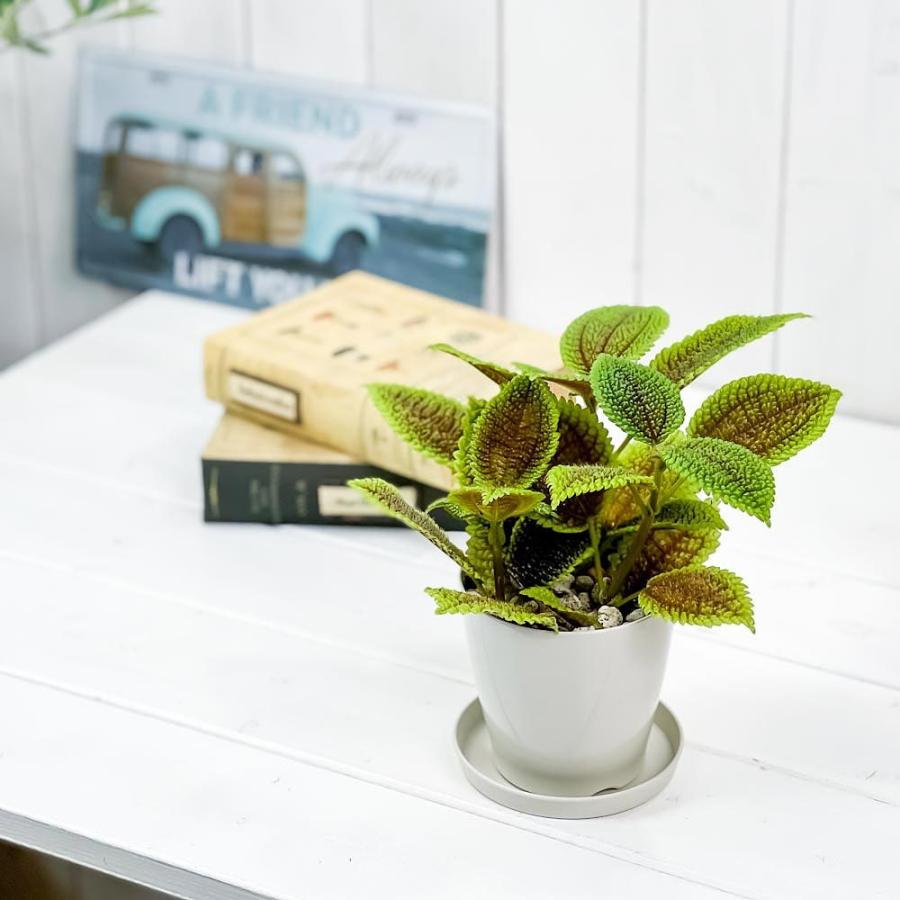 観葉植物 ピレア ムーンバレー 3 5号鉢 受け皿付き 育て方説明書付き Pilea Mollis Moon Valley 0495 プランチュ Yahoo 店 通販 Yahoo ショッピング