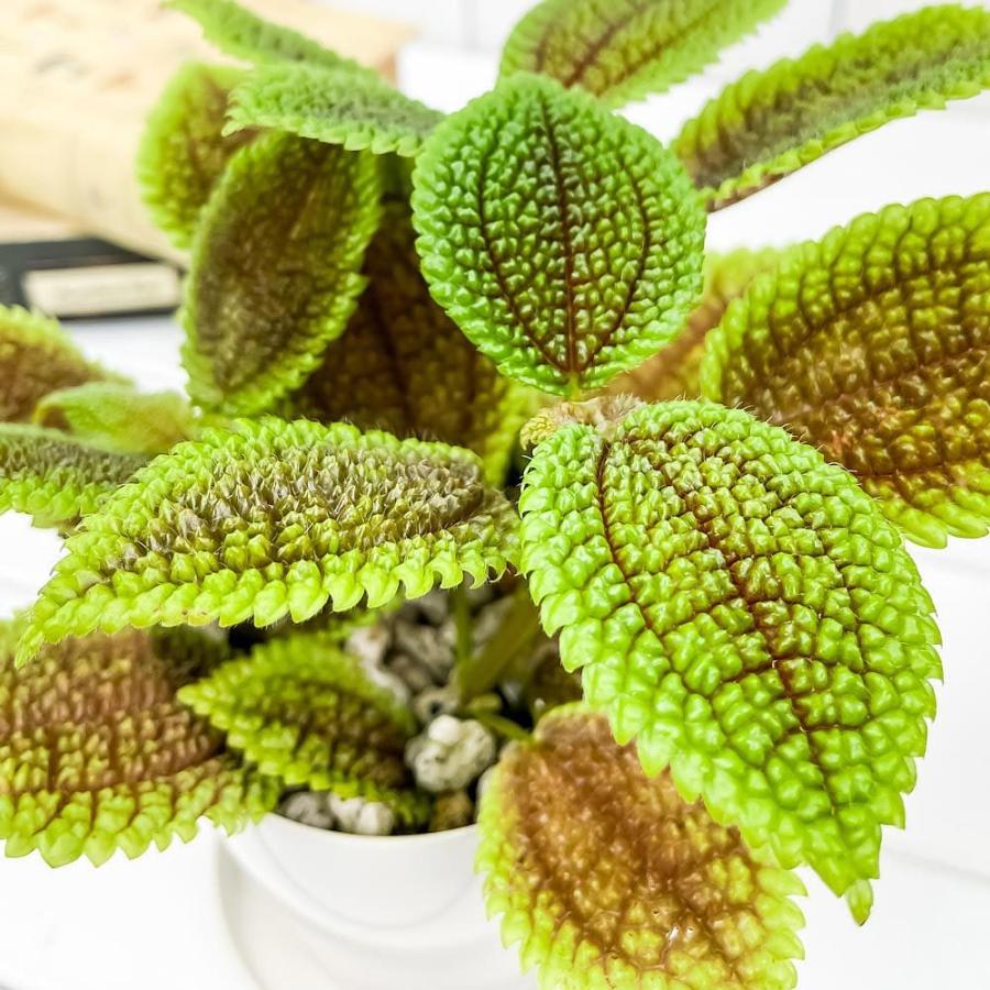 観葉植物 ピレア ムーンバレー 3 5号鉢 3鉢セット 受け皿付き 育て方説明書付き Pilea Mollis Moon Valley 0496 プランチュ Yahoo 店 通販 Yahoo ショッピング