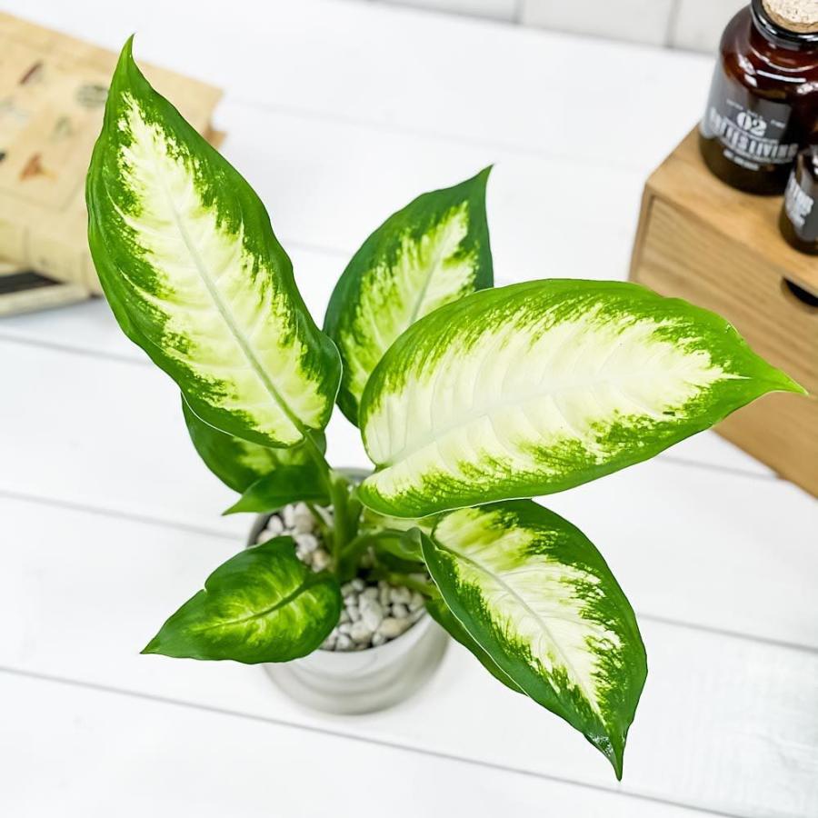 観葉植物 ディフェンバキア カミーラ 3 5号鉢 受け皿付き 育て方説明書付き Dieffenbachia Camille 0497 プランチュ Yahoo 店 通販 Yahoo ショッピング