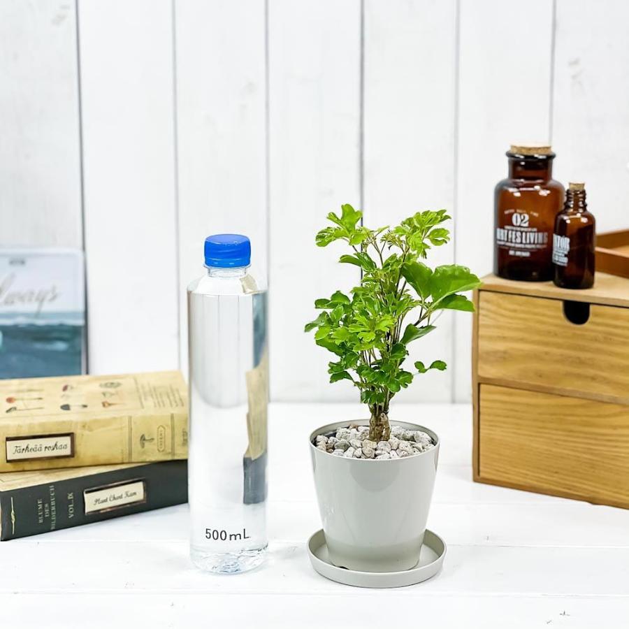 観葉植物 ポリシャス バタフライ 3 5号鉢 受け皿付き 育て方説明書付き Polyscias Cv 0499 プランチュ Yahoo 店 通販 Yahoo ショッピング