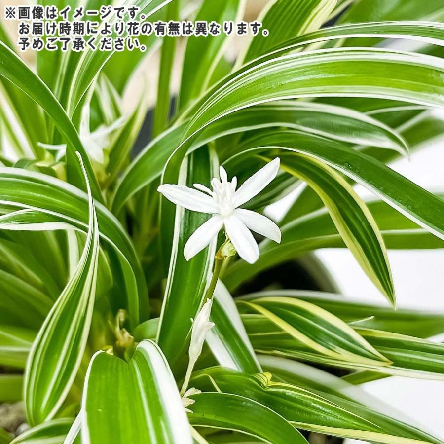 観葉植物 クロロフィツム シャムオリヅルラン 3 5号鉢 受け皿付き 育て方説明書付き Chlorophytum Bichetii クロロフィタム 0500 プランチュ Yahoo 店 通販 Yahoo ショッピング