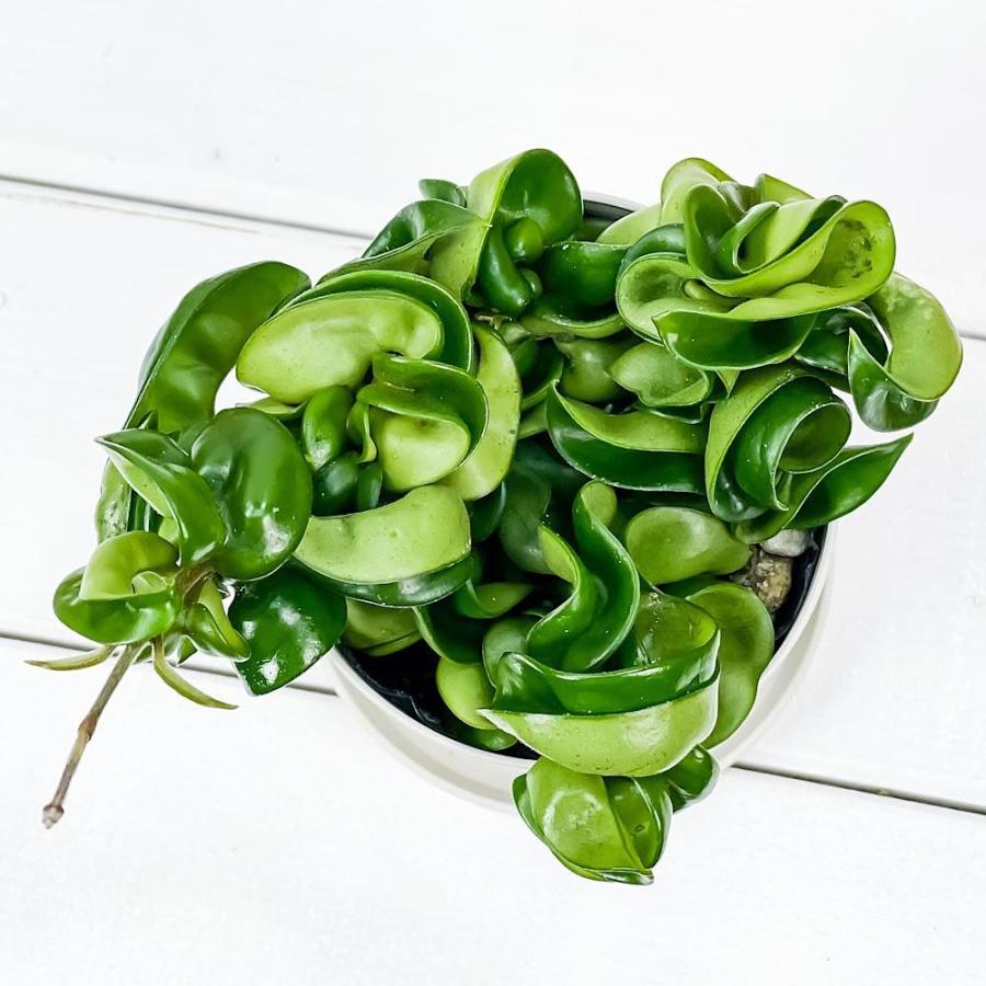 観葉植物 ホヤ カルノーサ コンパクタ 3 5号鉢 受け皿付き 育て方説明書付き Hoya Carnosa Compacta 多肉植物 ガガイモ サクララン 桜蘭 希少 レア 0502 プランチュ Yahoo 店 通販 Yahoo ショッピング