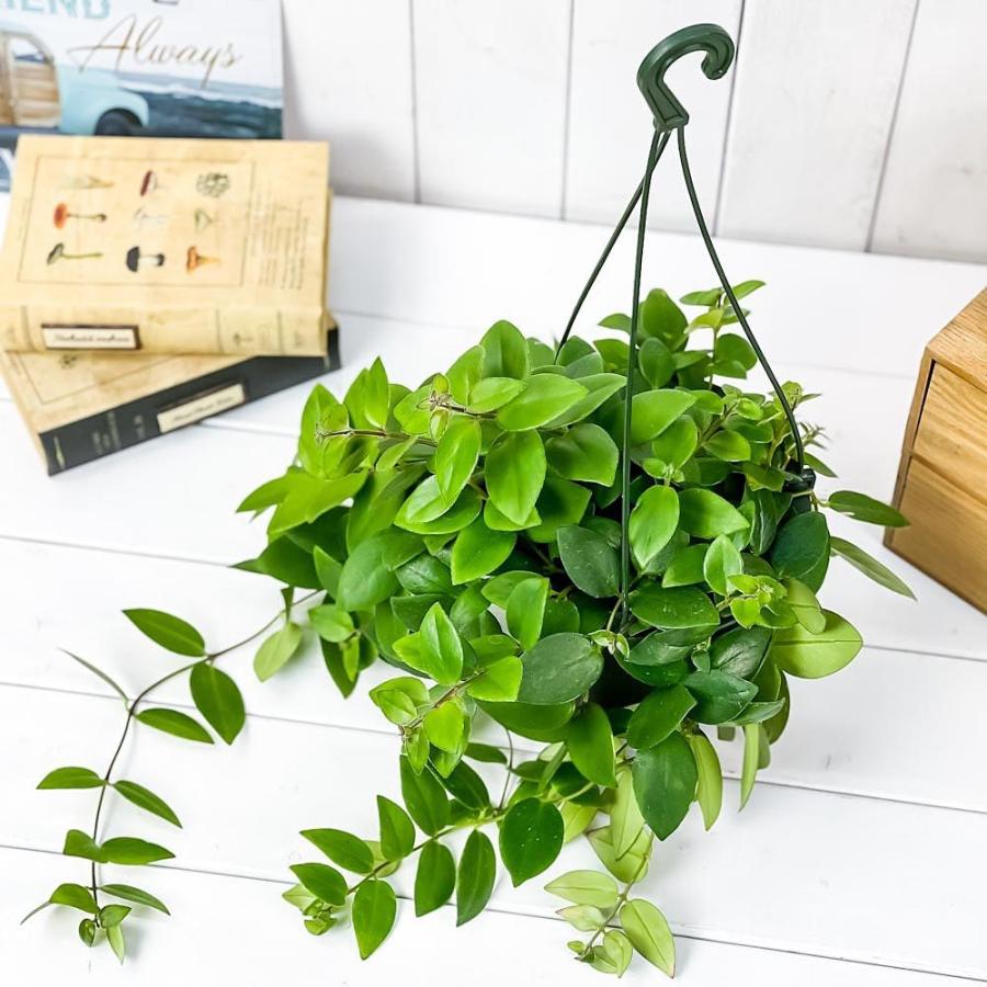 観葉植物 エスキナンサス テレッサ 5号吊り鉢 育て方説明書付き Aeschynanthus Teresa 希少 レア 0506 プランチュ Yahoo 店 通販 Yahoo ショッピング