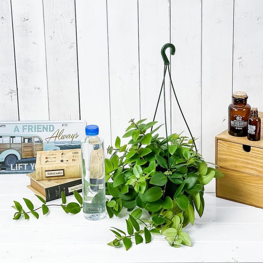 観葉植物 エスキナンサス テレッサ 5号吊り鉢 育て方説明書付き Aeschynanthus Teresa 希少 レア 0506 プランチュ Yahoo 店 通販 Yahoo ショッピング