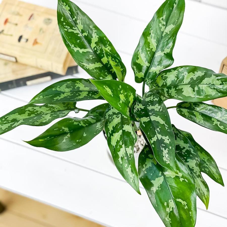 観葉植物 アグラオネマ マリア 4号鉢 受け皿付き 育て方説明書付き Aglaonema Maria 幸せを招くタイの宝石 0514 プランチュ Yahoo 店 通販 Yahoo ショッピング