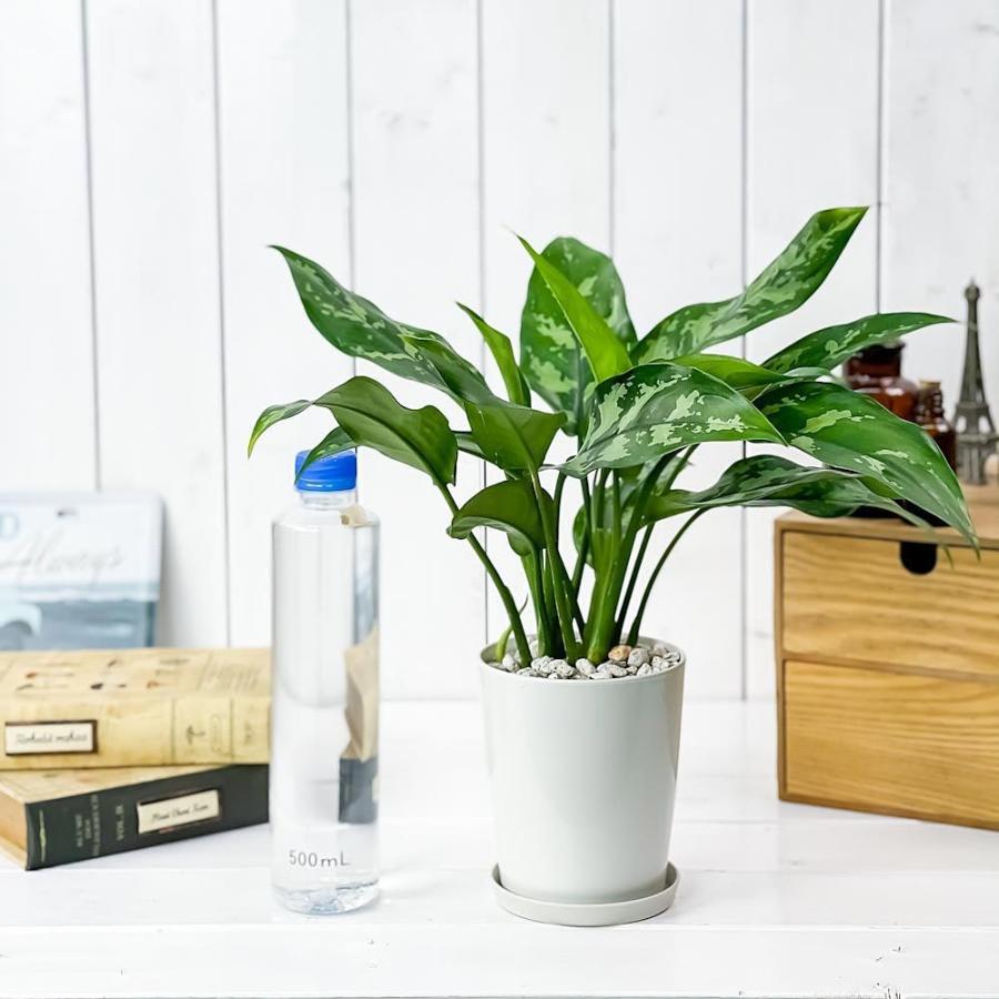 観葉植物 アグラオネマ マリア 4号鉢 受け皿付き 育て方説明書付き Aglaonema Maria 幸せを招くタイの宝石 0514 プランチュ Yahoo 店 通販 Yahoo ショッピング
