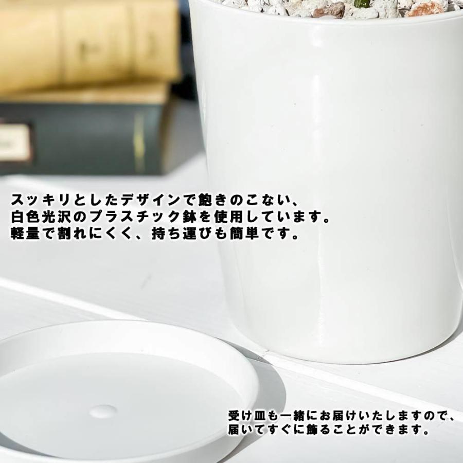 観葉植物 アグラオネマ マリア 4号鉢 受け皿付き 育て方説明書付き Aglaonema Maria 幸せを招くタイの宝石 0514 プランチュ Yahoo 店 通販 Yahoo ショッピング