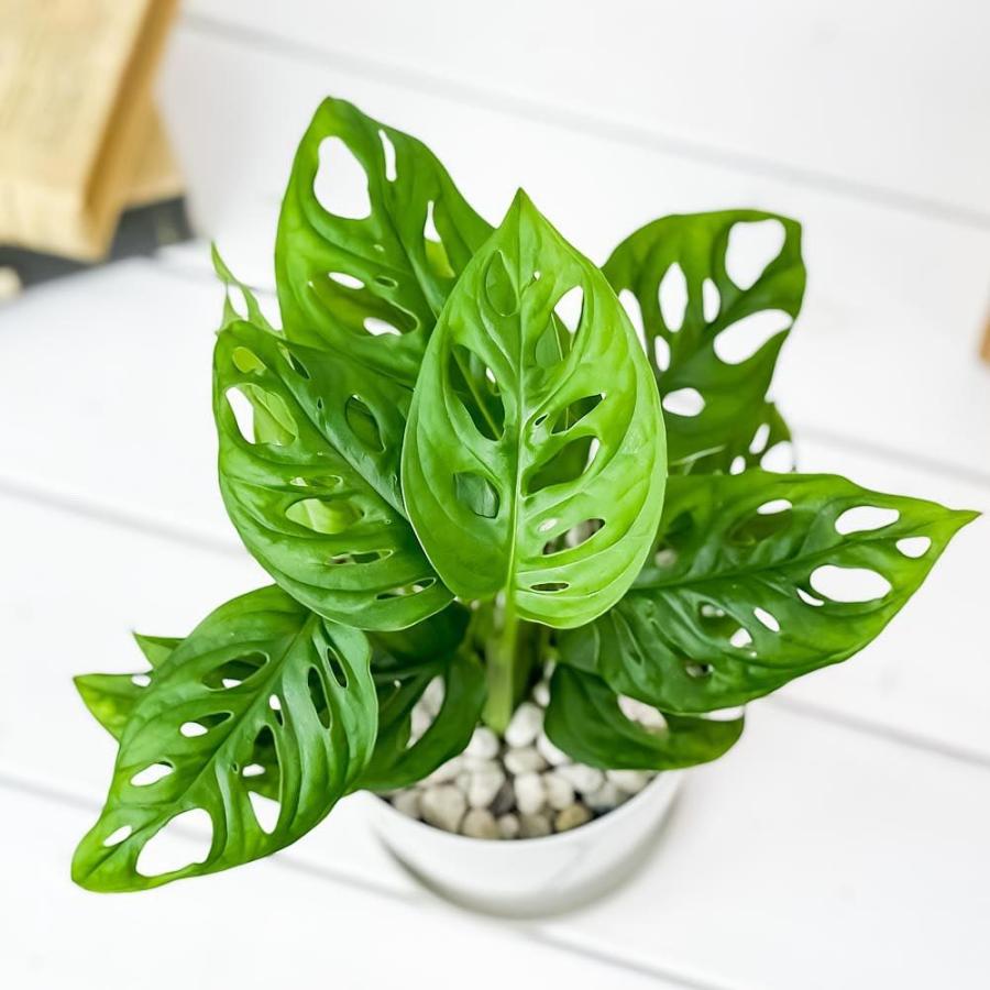 観葉植物 マドカズラ モンステラ フリードリヒスターリー 4号鉢 受け皿付き 育て方説明書付き Monstera Friedrichsthalii 0515 プランチュ Yahoo 店 通販 Yahoo ショッピング