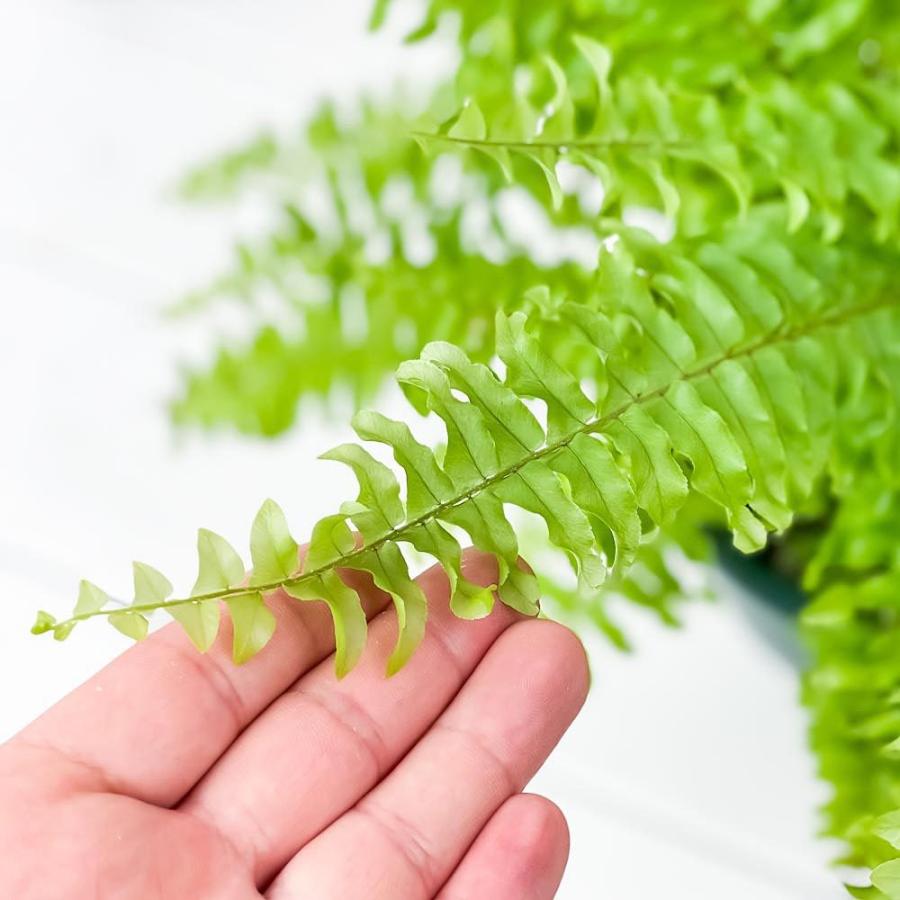 観葉植物 シダ ネフロレピス ツデー 5号吊り鉢 育て方説明書付き Nephrolepis Exaltata Teddy Junior ボストンファーン ボストンファン 0521 プランチュ Yahoo 店 通販 Yahoo ショッピング