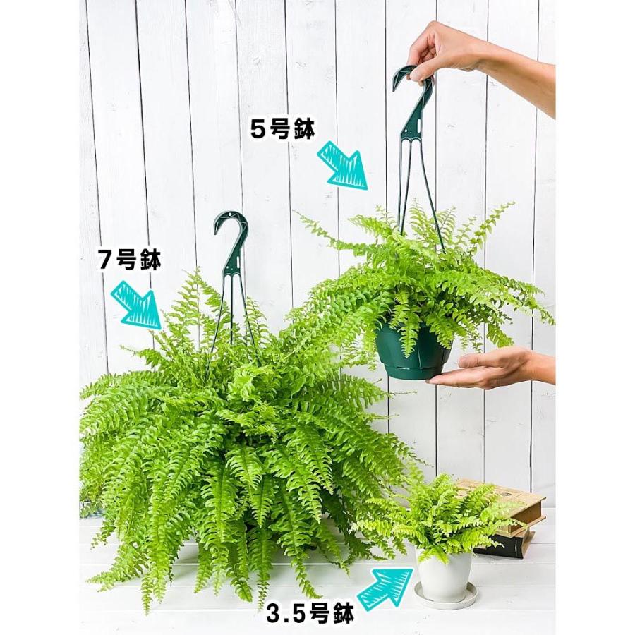 観葉植物 シダ ネフロレピス ツデー 5号吊り鉢 育て方説明書付き Nephrolepis Exaltata Teddy Junior ボストンファーン ボストンファン 0521 プランチュ Yahoo 店 通販 Yahoo ショッピング