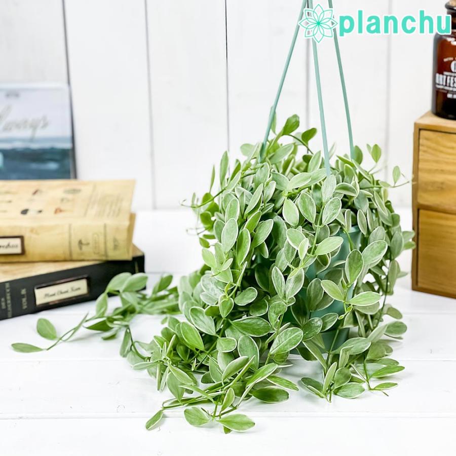 観葉植物 ディスキディア エメラルド 3 5号吊り鉢 育て方説明書付き Dischidia Bengalensis Variegata 0524 プランチュ Yahoo 店 通販 Yahoo ショッピング