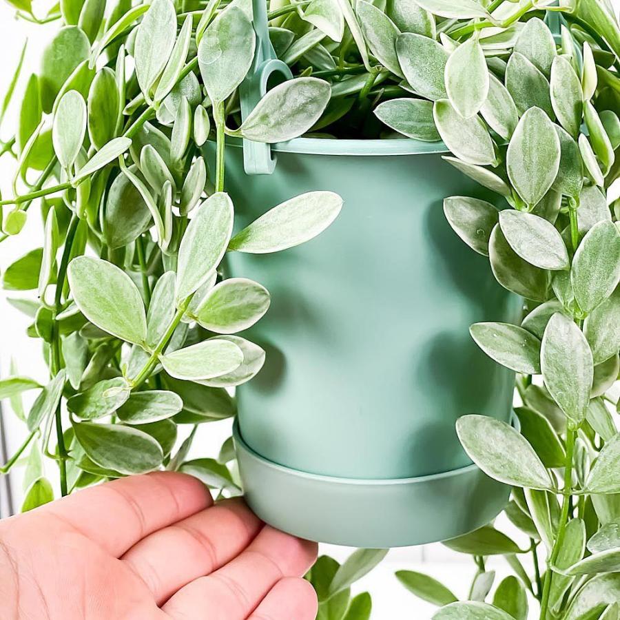 観葉植物 ディスキディア エメラルド 3 5号吊り鉢 育て方説明書付き Dischidia Bengalensis Variegata 0524 プランチュ Yahoo 店 通販 Yahoo ショッピング