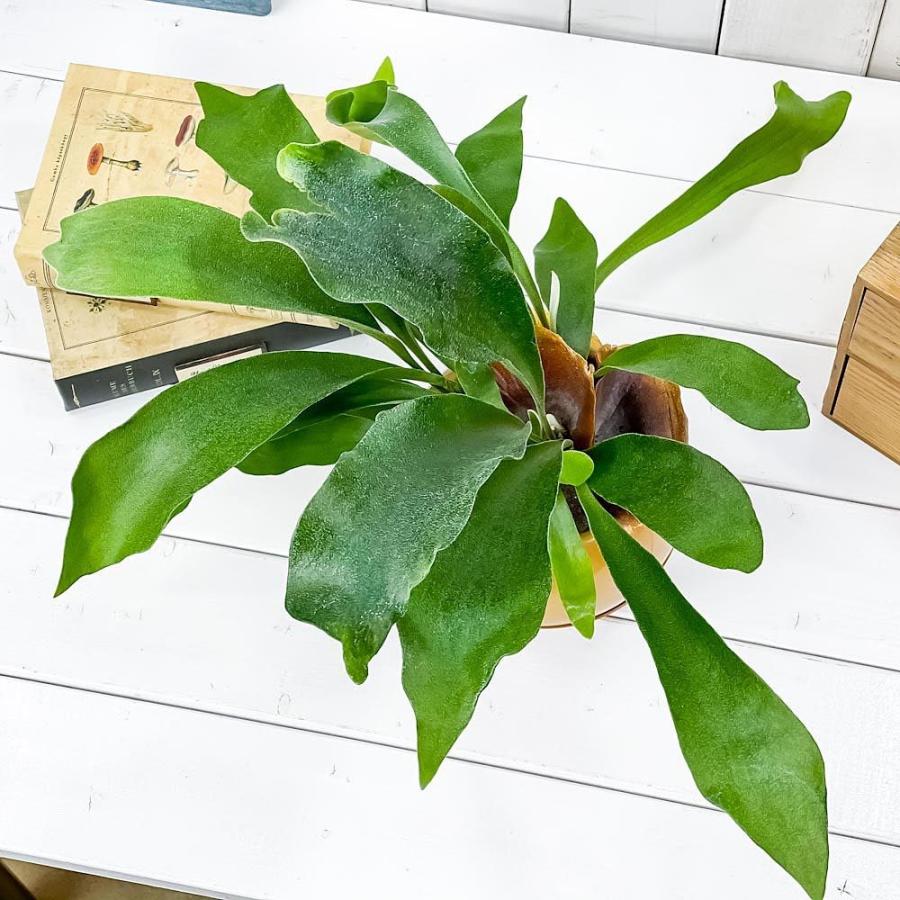 5周年記念イベントが 観葉植物 コウモリラン ビフルカツム ネザーランズ 5号カプセル鉢 育て方説明書付き Platycerium プラティケリウム ビカクシダ シダ Wantannas Go Id