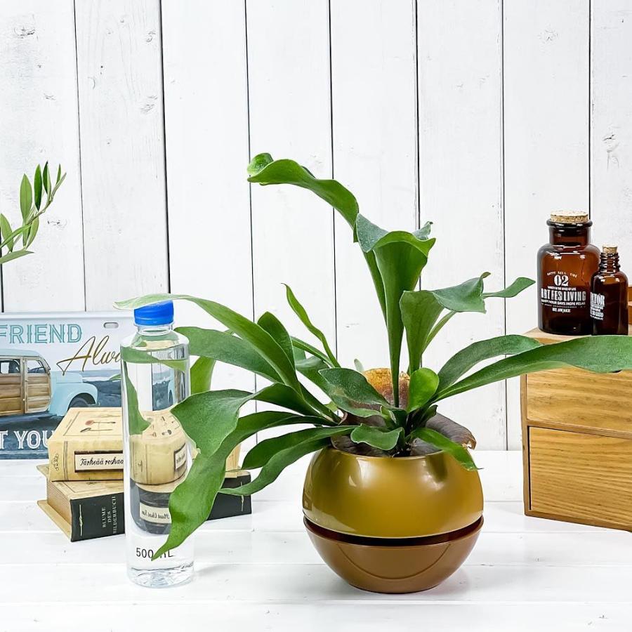 5周年記念イベントが 観葉植物 コウモリラン ビフルカツム ネザーランズ 5号カプセル鉢 育て方説明書付き Platycerium プラティケリウム ビカクシダ シダ Wantannas Go Id