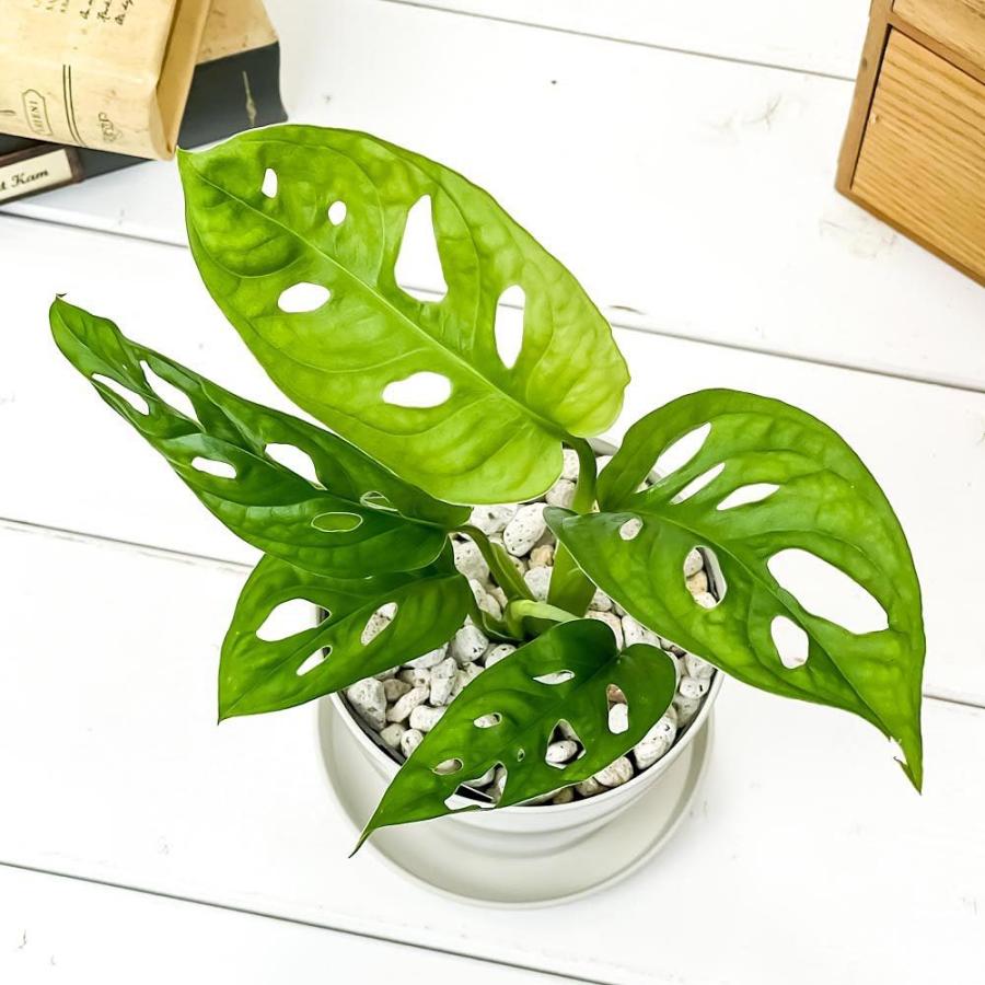 観葉植物 マドカズラ モンステラ フリードリヒスターリー 3 5号鉢 受け皿付き 育て方説明書付き Monstera Friedrichsthalii 0529 プランチュ Yahoo 店 通販 Yahoo ショッピング