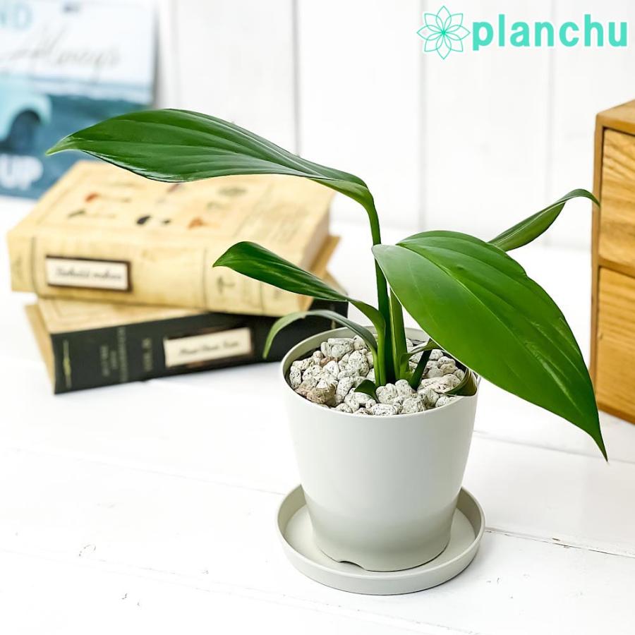 5 Off 観葉植物 クルシア ロゼア 3 5号鉢 受け皿付き 育て方説明書付き Clusia Rosea 希少 レア M Artpassions Ch