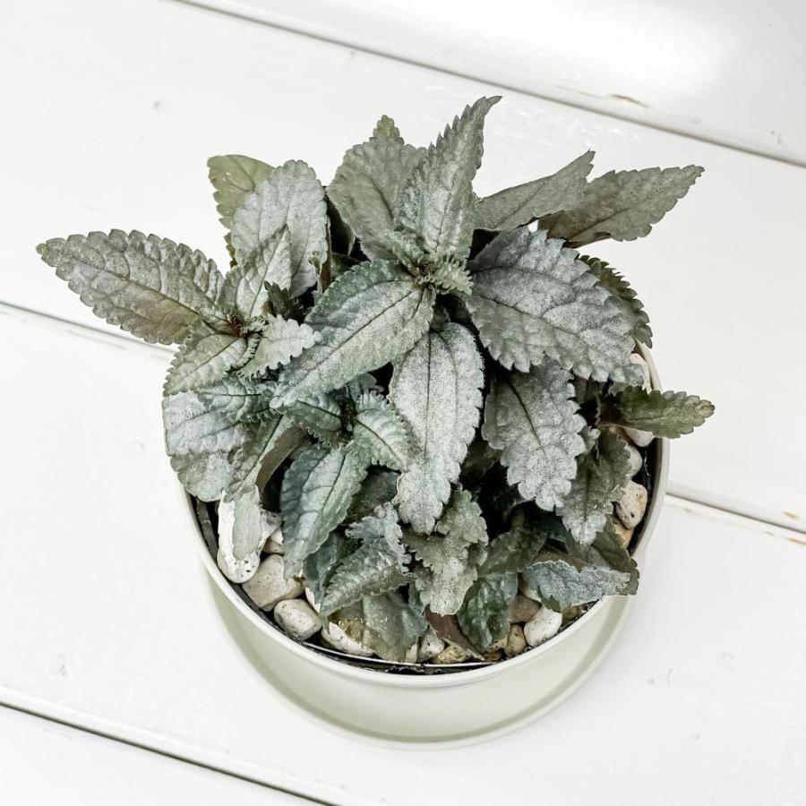 観葉植物 ピレア エレン 3 5号鉢 受け皿付き 育て方説明書付き Pilea Cadierei Ellen 希少 レア 珍しい 0536 プランチュ Yahoo 店 通販 Yahoo ショッピング