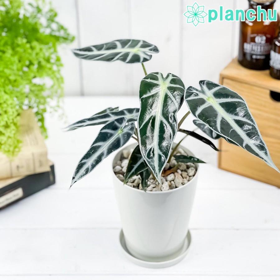 観葉植物 アロカシア バンビーノ アロー 4号鉢 受け皿付き 育て方説明書付き Alocasia Bambino Arrow アロイド 希少 レア 珍しい 0537 プランチュ Yahoo 店 通販 Yahoo ショッピング