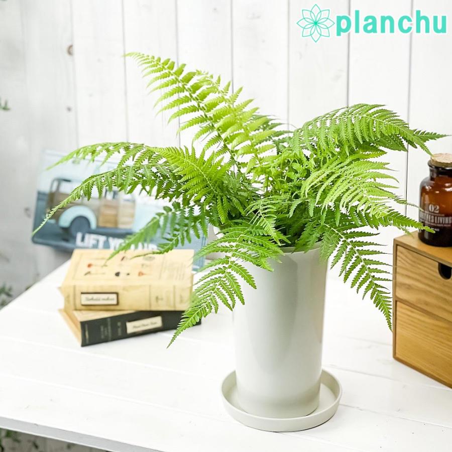 観葉植物 ディクソニア アンタルクティカ 5号ロング鉢 受け皿付き 育て方説明書付き Dicksonia Antarctica 希少 レア 珍しい シダ植物 0540 プランチュ Yahoo 店 通販 Yahoo ショッピング