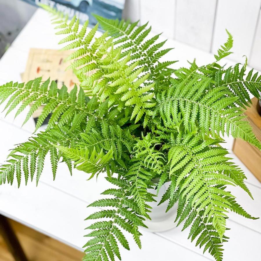 観葉植物 ディクソニア アンタルクティカ 5号ロング鉢 受け皿付き 育て方説明書付き Dicksonia Antarctica 希少 レア 珍しい シダ植物 0540 プランチュ Yahoo 店 通販 Yahoo ショッピング