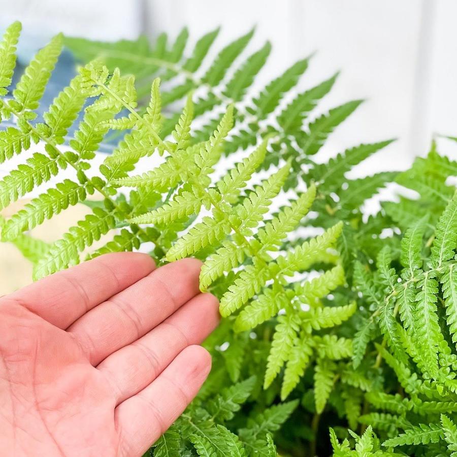 観葉植物 ディクソニア アンタルクティカ 5号ロング鉢 受け皿付き 育て方説明書付き Dicksonia Antarctica 希少 レア 珍しい シダ植物 0540 プランチュ Yahoo 店 通販 Yahoo ショッピング