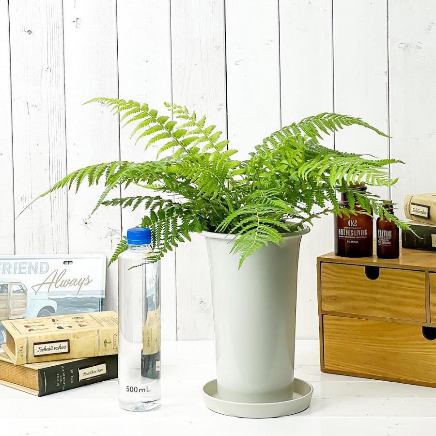 観葉植物 ディクソニア アンタルクティカ 5号ロング鉢 受け皿付き 育て方説明書付き Dicksonia Antarctica 希少 レア 珍しい シダ植物 0540 プランチュ Yahoo 店 通販 Yahoo ショッピング