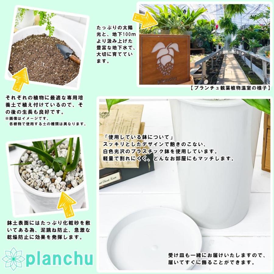 観葉植物 ディクソニア アンタルクティカ 5号ロング鉢 受け皿付き 育て方説明書付き Dicksonia Antarctica 希少 レア 珍しい シダ植物 0540 プランチュ Yahoo 店 通販 Yahoo ショッピング