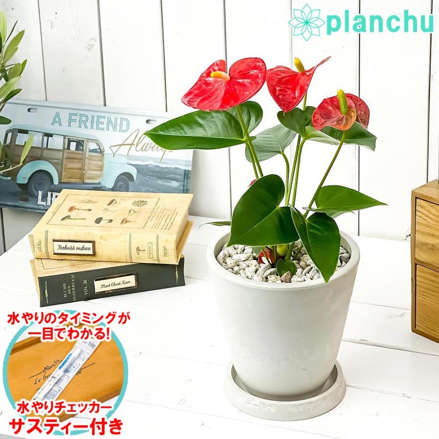 観葉植物 アンスリウム レッド 5号樹脂鉢 ホワイト 受け皿付き 育て方説明書付き Anthurium Andraeanum アンスリューム 鉢花 0547 プランチュ Yahoo 店 通販 Yahoo ショッピング