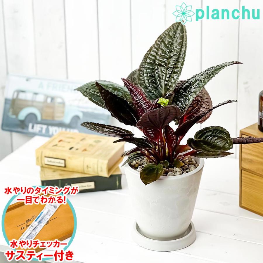 観葉植物 モノレナ プリムリフロラ 5号樹脂鉢 ホワイト 受け皿付き 育て方説明書付き Monolena Primuliflora 希少 レア 珍しい アリ植物 0550 プランチュ Yahoo 店 通販 Yahoo ショッピング