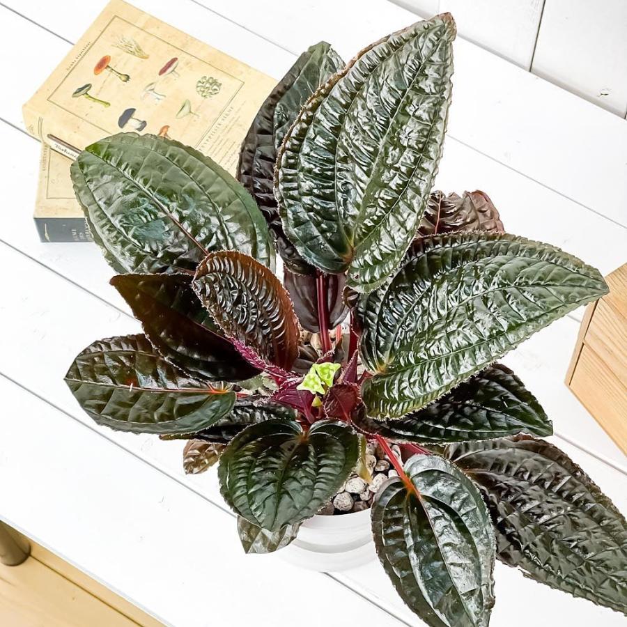 観葉植物 モノレナ プリムリフロラ 5号樹脂鉢 ホワイト 受け皿付き 育て方説明書付き Monolena Primuliflora 希少 レア 珍しい アリ植物 0550 プランチュ Yahoo 店 通販 Yahoo ショッピング