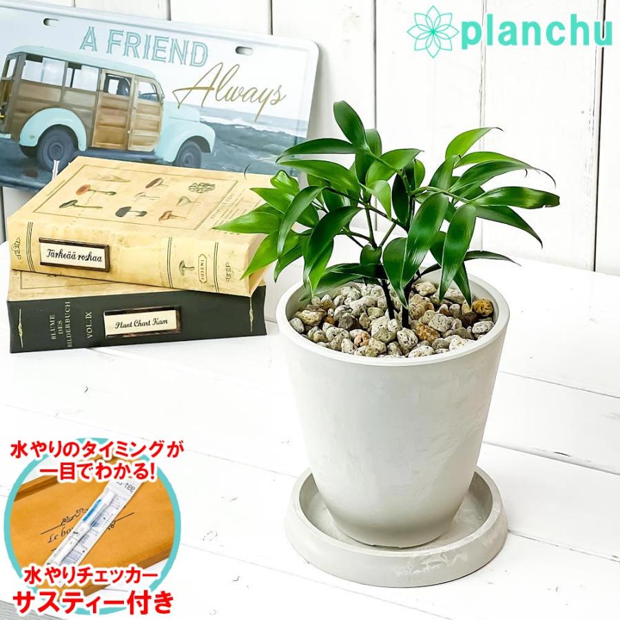 観葉植物 ナギ 4号樹脂鉢 ホワイト 受け皿付き 育て方説明書付き Nageia Nagi 梛 神の宿る木 幸せを呼ぶ木 縁結びの木 夫婦円満の木 0554 プランチュ Yahoo 店 通販 Yahoo ショッピング