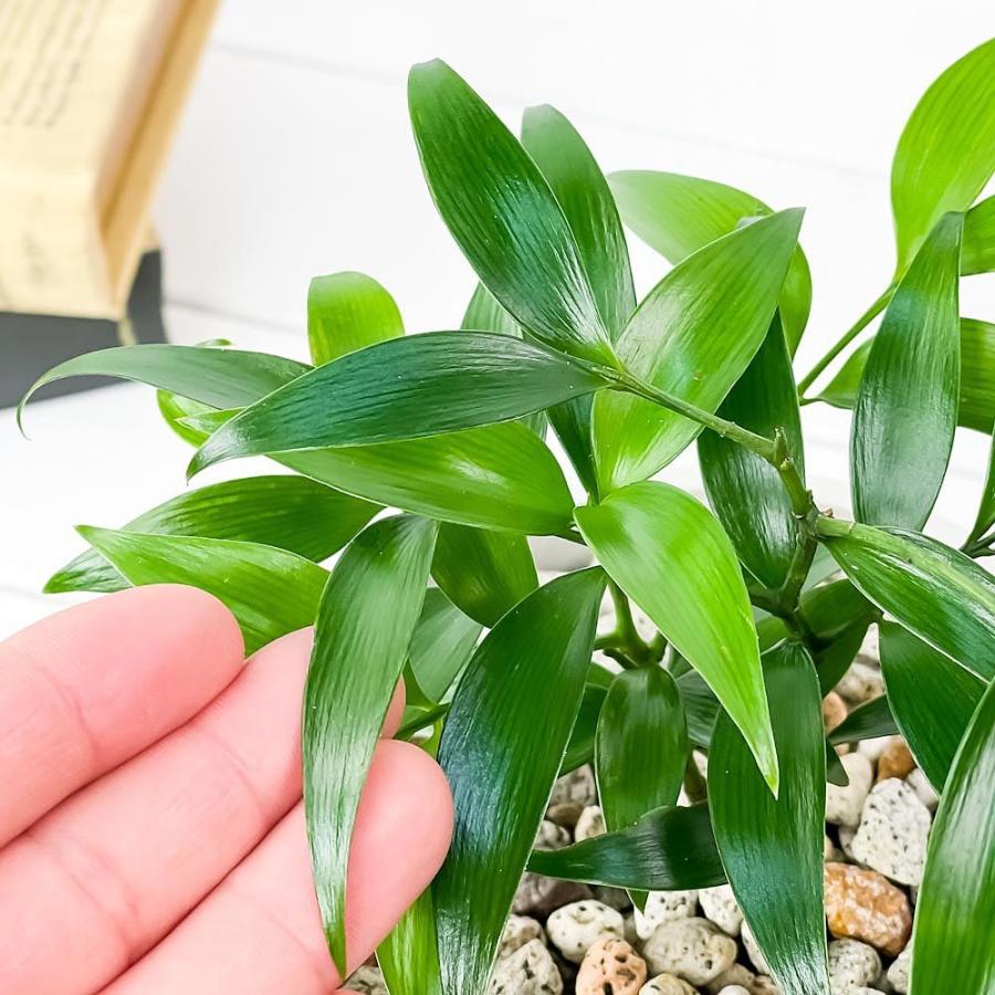 品数豊富 観葉植物 ナギ 4号樹脂鉢 ホワイト 受け皿付き 育て方説明書付き Nageia Nagi 梛 神の宿る木 幸せを呼ぶ木 縁結びの木 夫婦円満の木 Aynaelda Com